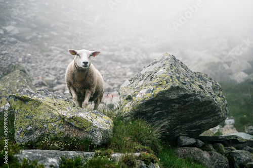 portrait of a sheep in Valais on a moody, rainy day