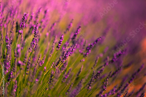 Lavender fields in Brihuega, Guadalajara, Spain.