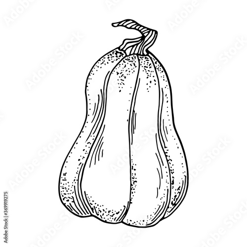 Vector pumpkin illustration. Hand drawn gourd contour isolated on white background. Vintage Butternut squash drawing for cards, market, coloring book, decoration.