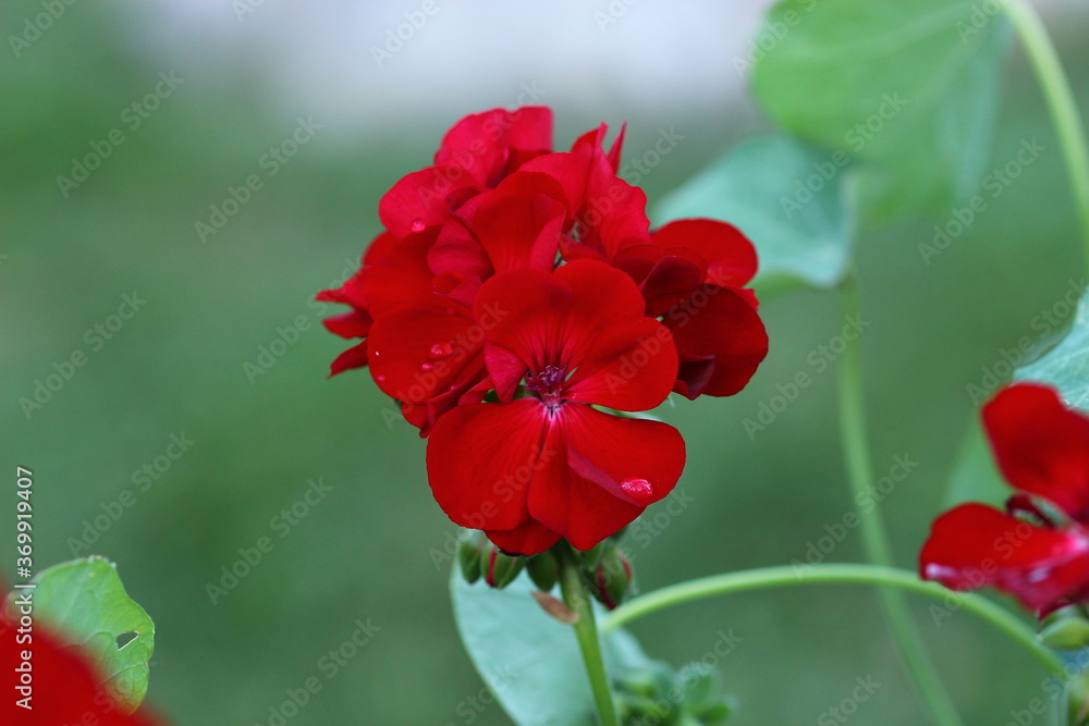 Blume, Wiese, Natur, Pflanze, Makro, Nahaufnahme Blume, Wiese, Natur, Pflanze, Makro, Nahaufnahme