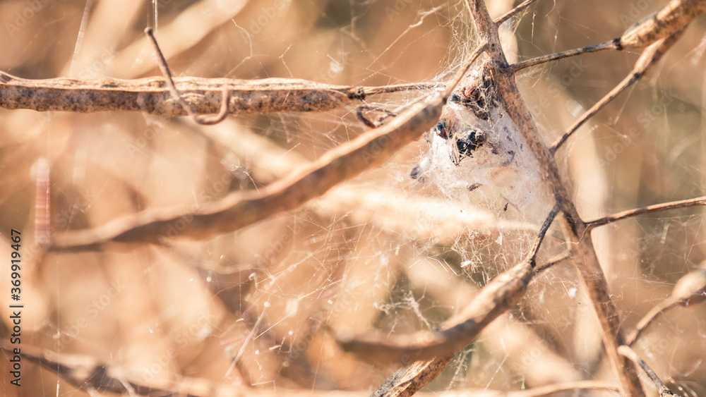 spider web on a tree