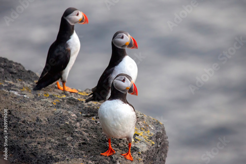 Three birds puffins sitting on a cliff of Iceland