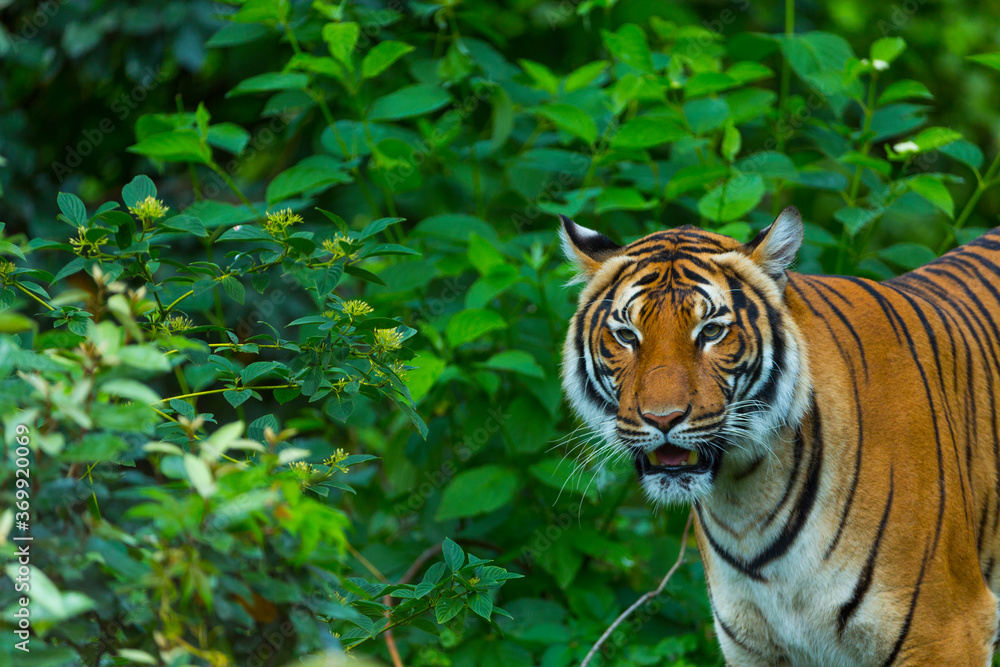 Fototapeta premium Indochinese tiger, Panthera tigris corbetti, among natural vegetation