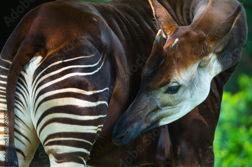 Okapi (Okapia johnstoni), forest giraffe or zebra giraffe photo