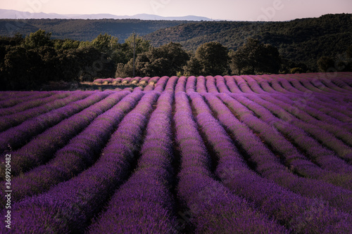 Lavender fields in Brihuega, Guadalajara, Spain.