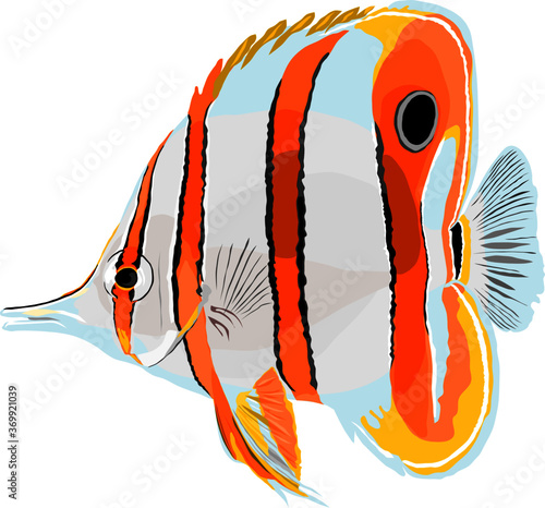 illustration of a marine copper-band butterfly fish in a white background