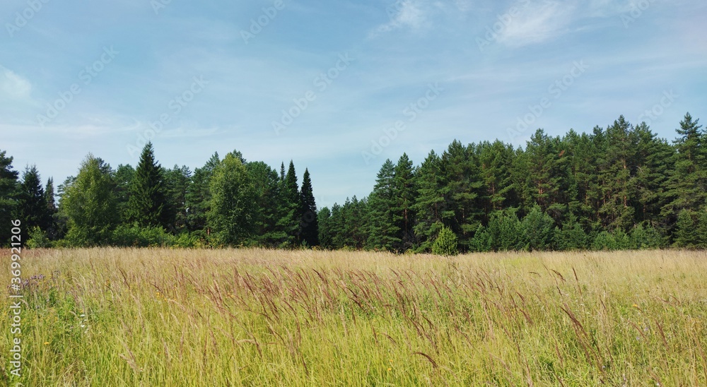 a large glade with tall grass near the forest on a sunny day against a blue sky