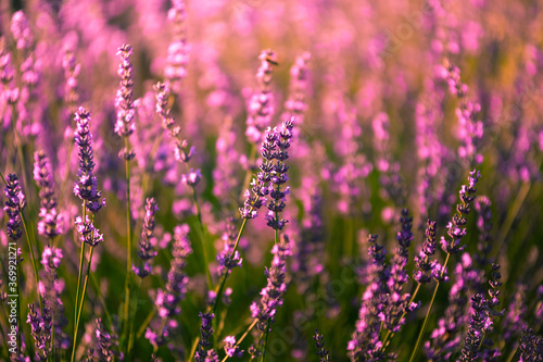 Lavender fields in Brihuega  Guadalajara  Spain.