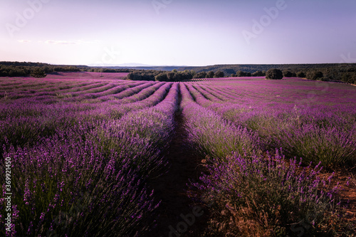 Lavender fields in Brihuega  Guadalajara  Spain.