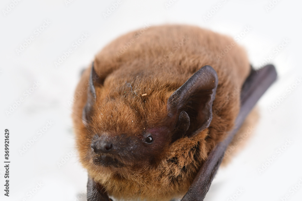 Fototapeta premium bat on a white background