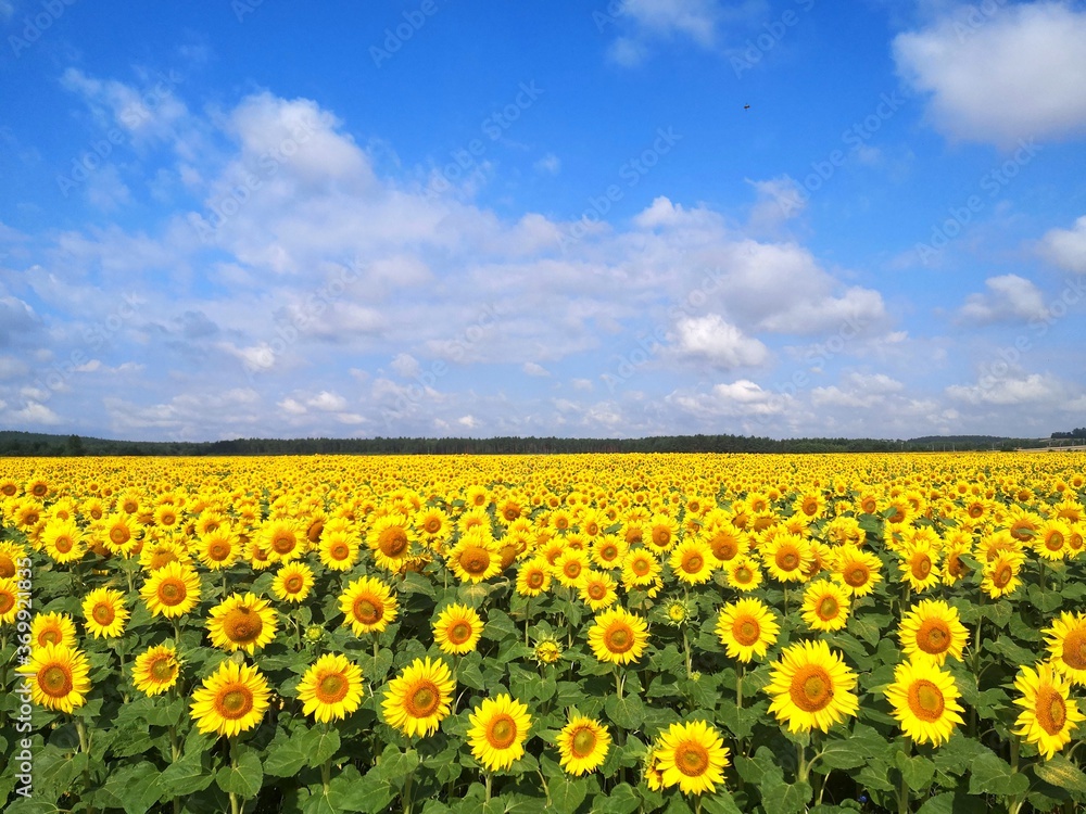 Field of sunflowers