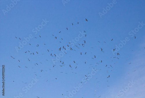 Stork migration,in the sky storks are preparing to emigrate to the south