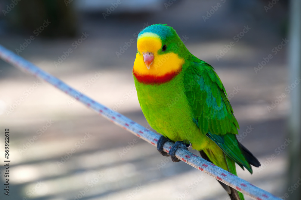 Canberra Australia, Polytelis swainsonii or Superb parrot an australian native perched on a rope Canberra Australia, Polytelis swainsonii or Superb parrot an australian native perched on a rope