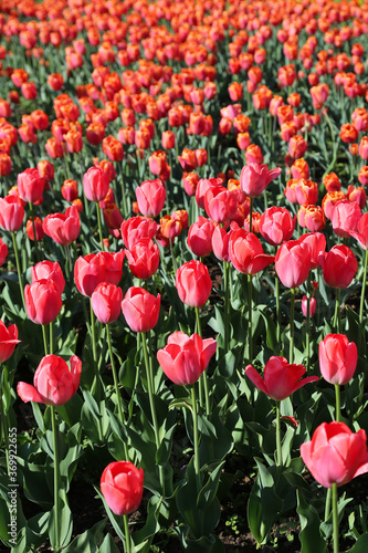 Fototapeta Naklejka Na Ścianę i Meble -  Bright beautiful red-pink tulips lit by the sun