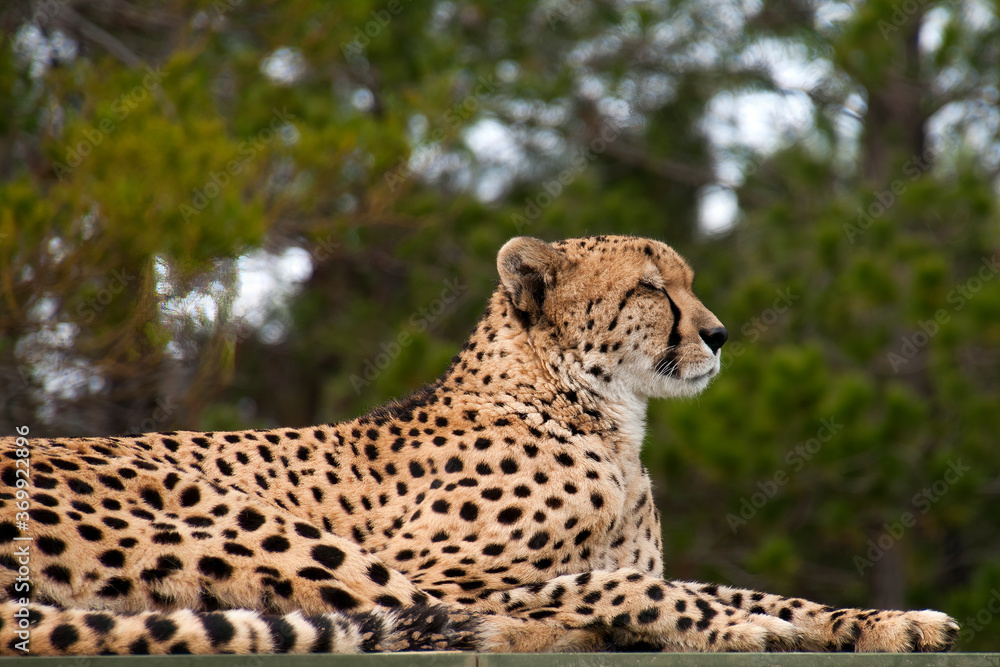 Canberra Australia, profile of cheetah sitting but alert Canberra Australia, profile of cheetah sitting but alert