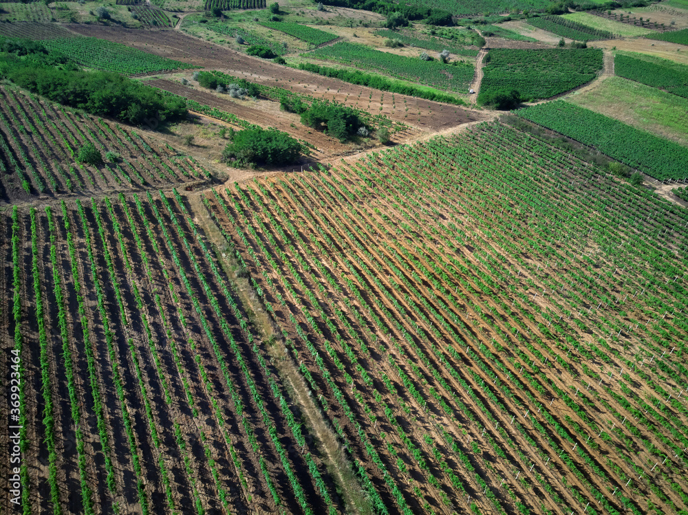 Shot of vineyards in Moldova