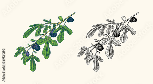 Fresh fig. Fruit Foliage. Detox spice. Foliage, plant and branch. Vector Engraved hand drawn sketch for stamp, t-shirt or typography or menu. 