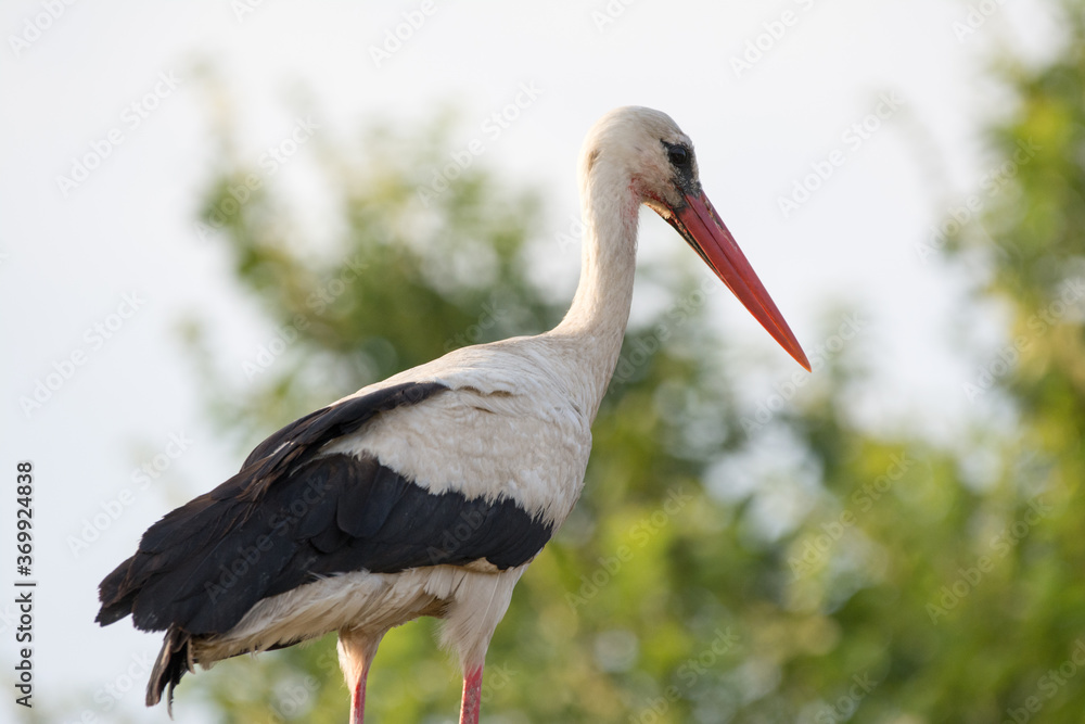 Fototapeta premium stork from the side