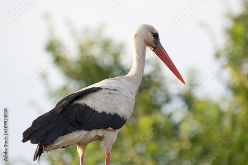 stork from the side