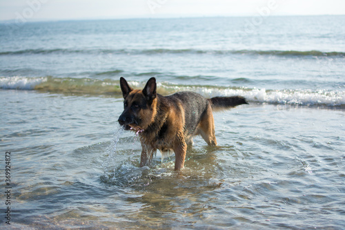 German Shepherd dog holding stick while standing in water