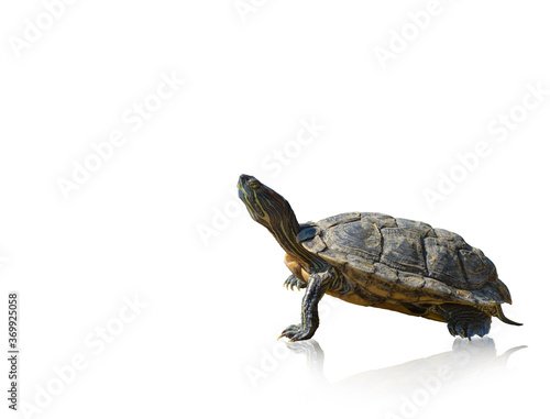 Red-eared slider turtle Trachemys scripta elegans, isolated on a white background, space for text, billet for advertising