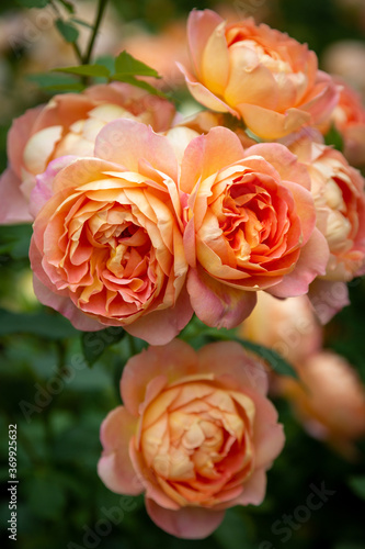 Orange roses 
