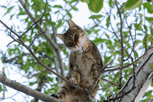 A gray young cat sits on a tree and playfully looks directly at the camera. Street tabby cat with beautiful green eyes. Portrait of a cat in close-up on a tree branch. An insidious sly look.