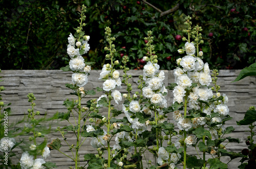 Canvastavla is a full-blown hollyhock with medium-sized flowers with a diameter of about 10 cm