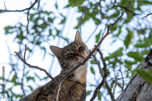 A gray young cat sits on a tree and playfully looks directly at the camera. Street tabby cat with beautiful green eyes. Portrait of a cat in close-up on a tree branch. An insidious sly look.