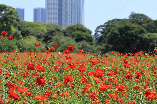 Cosmos field of various colors in Hamarikyu Garden ,japan,tokyo