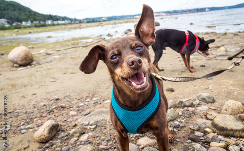 Cute miniature pinscher dog smiling in vacation at the shore photo