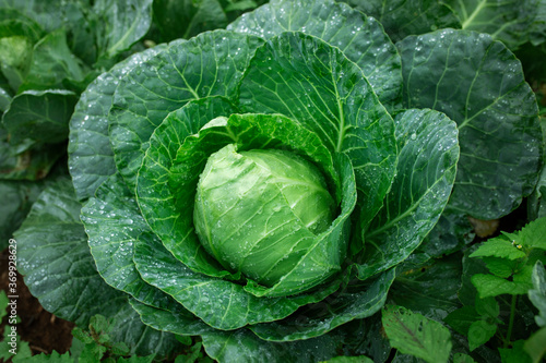close up fresh organic cabbage in home garden