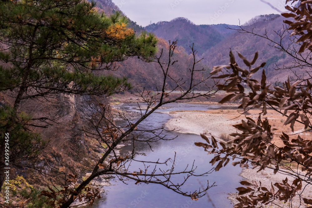 landscape of riverside and pine trees. landscape of riverside and pine trees.