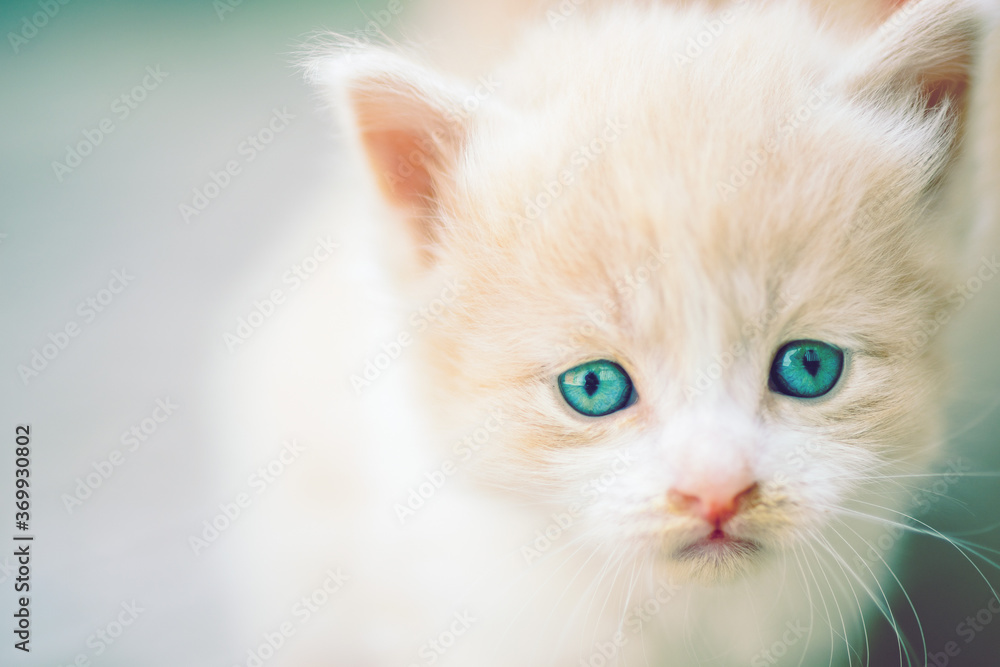 Lovely beige white fluffy kitten with blue eyes closeup portrait.