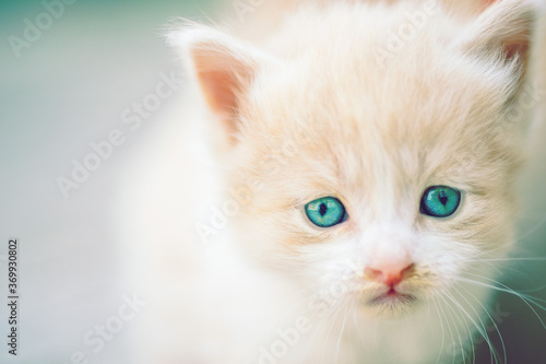 Wallpaper Mural Lovely beige white fluffy kitten with blue eyes closeup portrait. Torontodigital.ca