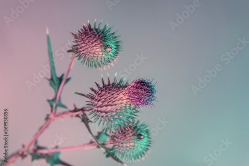 Fotografiet Beautiful abstract flower burdock on a colorful background