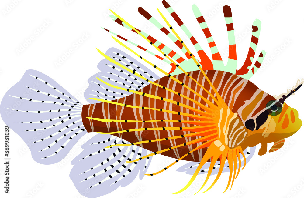 Vector illustration of a Zebra Lionfish