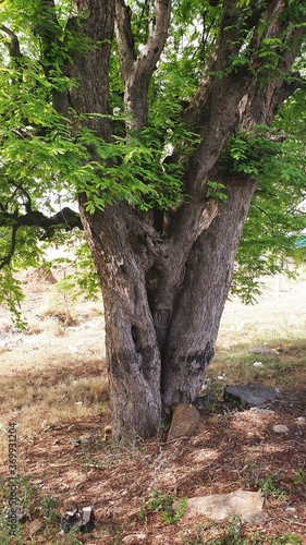 tree in the woods