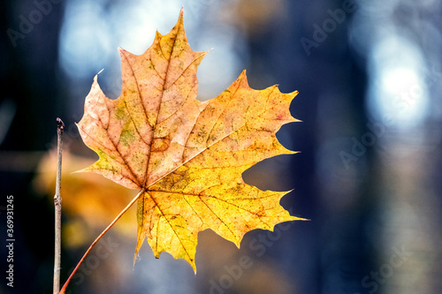 Dry orange maple leaf in the forest on a background of trees