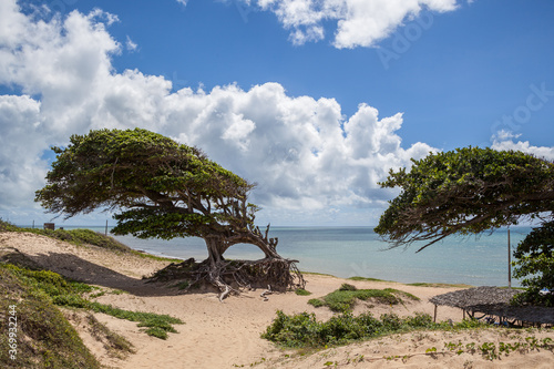 Typical tree on the brazilian coast at Natal - RN - Brazil