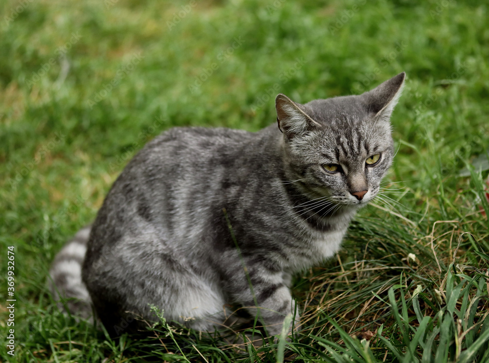 cat on grass