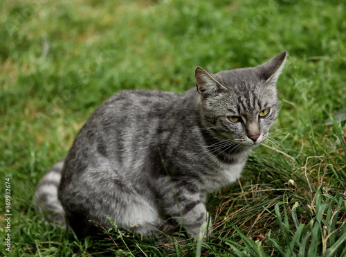 cat on grass