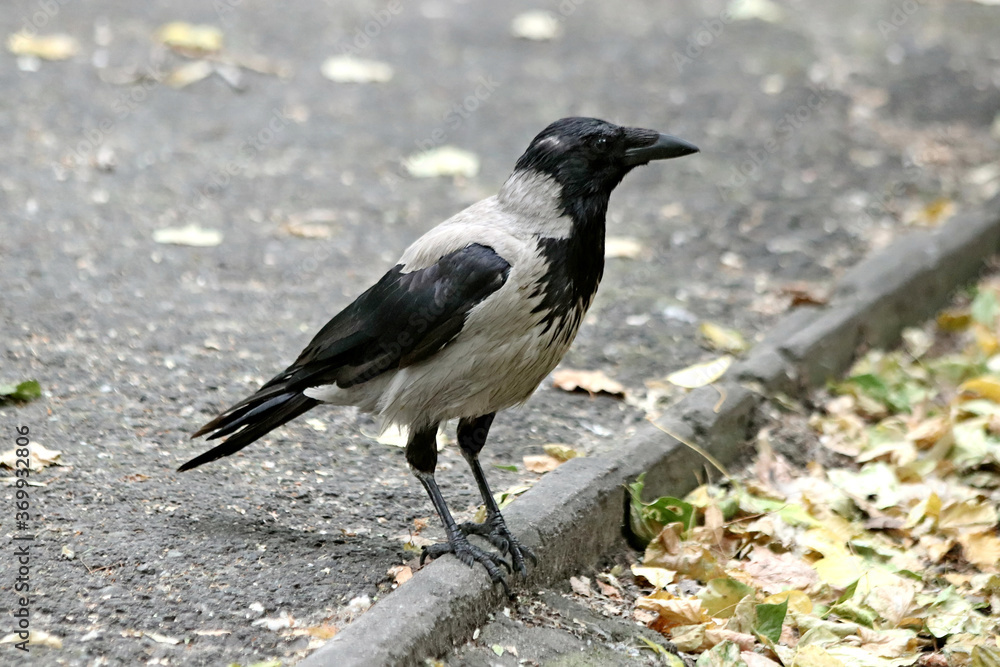 Obraz premium crow on the ground
