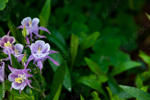 Beautiful garden flower in the summer. Aquilegia Is also called an eagle or a catchment. Genus of perennial herbaceous plants of the Ranunculaceae blue  pink  purple bud. . Natural background.