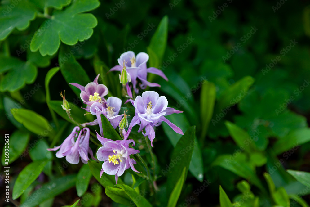 Beautiful garden flower in the summer. Aquilegia Is also called an eagle or a catchment. Genus of perennial herbaceous plants of the Ranunculaceae blue, pink, purple bud. . Natural background. Beautiful garden flower in the summer. Aquilegia Is also called an eagle or a catchment. Genus of perennial herbaceous plants of the Ranunculaceae blue, pink, purple bud. . Natural background.