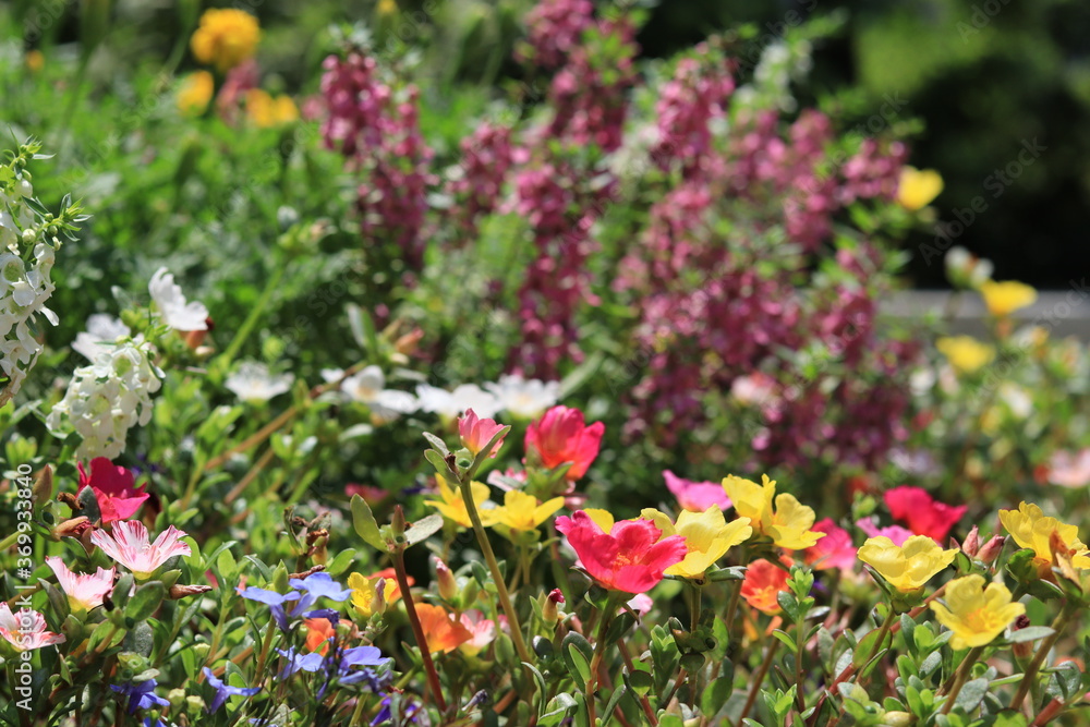 Obraz premium Flowers blooming in the flower bed of Oshima Kmatsugawa Park ,japan,tokyo 