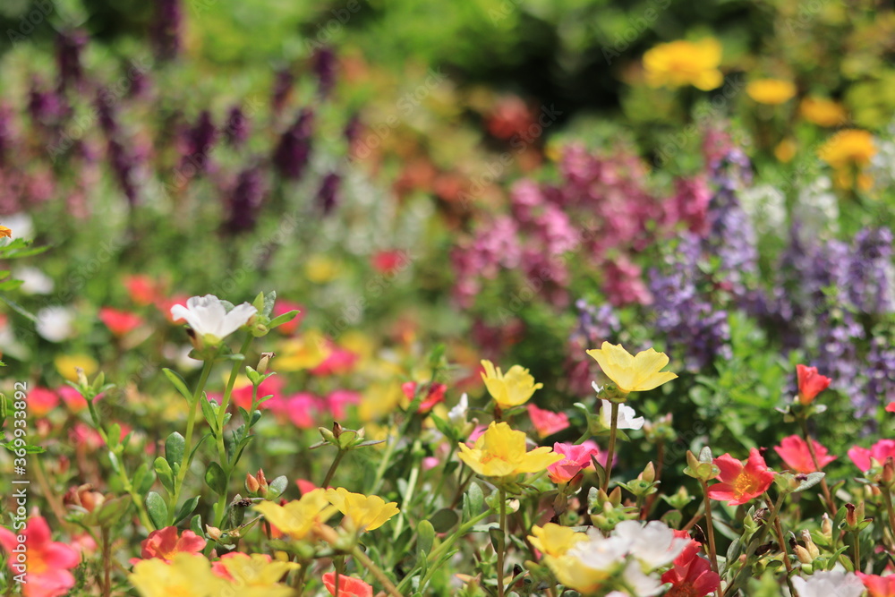 Fototapeta premium Flowers blooming in the flower bed of Oshima Kmatsugawa Park ,japan,tokyo 