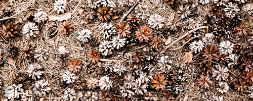 Fallen pine cones as an aut...