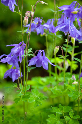 Beautiful garden flower in the summer. Aquilegia Is also called an eagle or a catchment. Genus of perennial herbaceous plants of the Ranunculaceae blue  pink  purple bud. . Natural background.