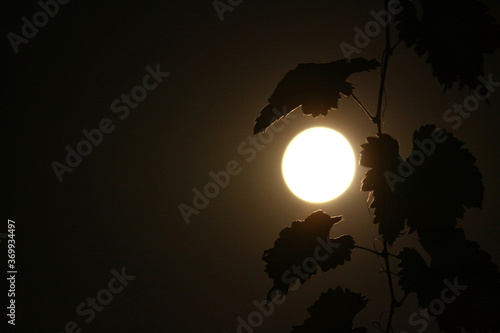 A color photograph with a dark background and a large round blurred moon. In the foreground is a vine with leaves. Abstraction. Black and white image. Calm design.
